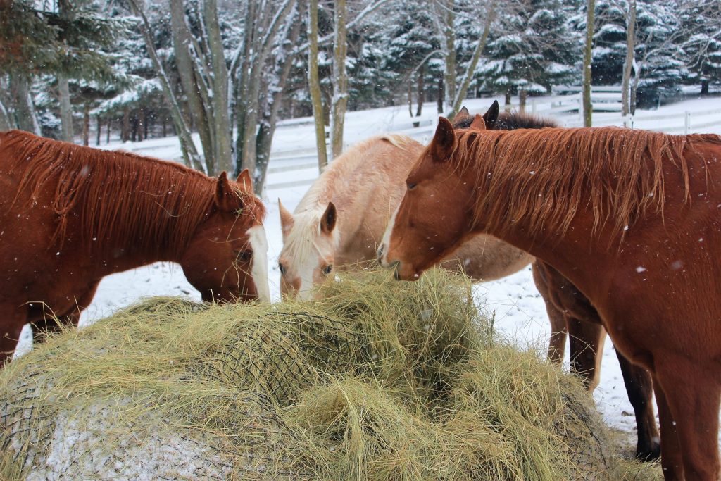 Ember Mac & Windy Winter Feast 2019