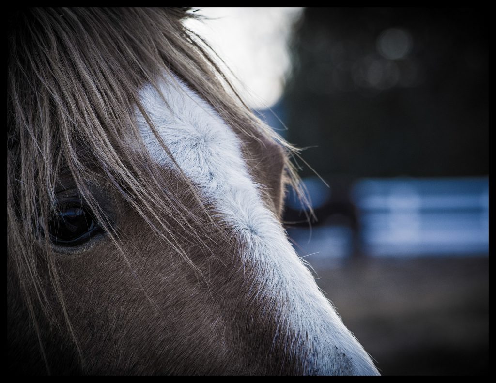 Ember by M.C. March 2019